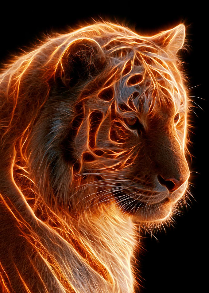 Fiery Tiger Portrait