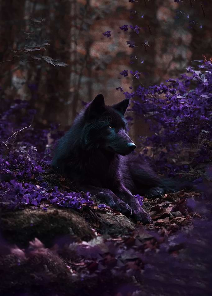 Black wolf in purple forest