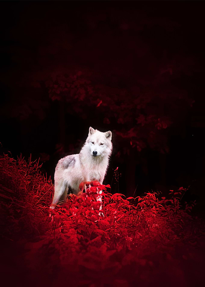 White wolf in red foliage