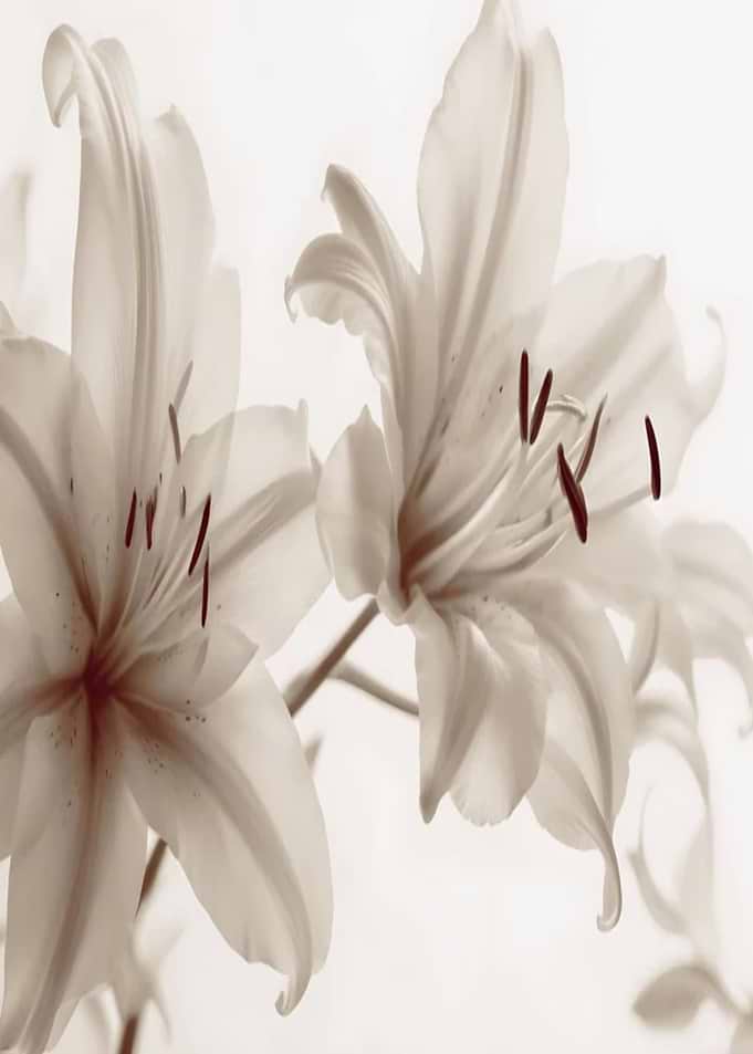 Sepia Tone Lilies