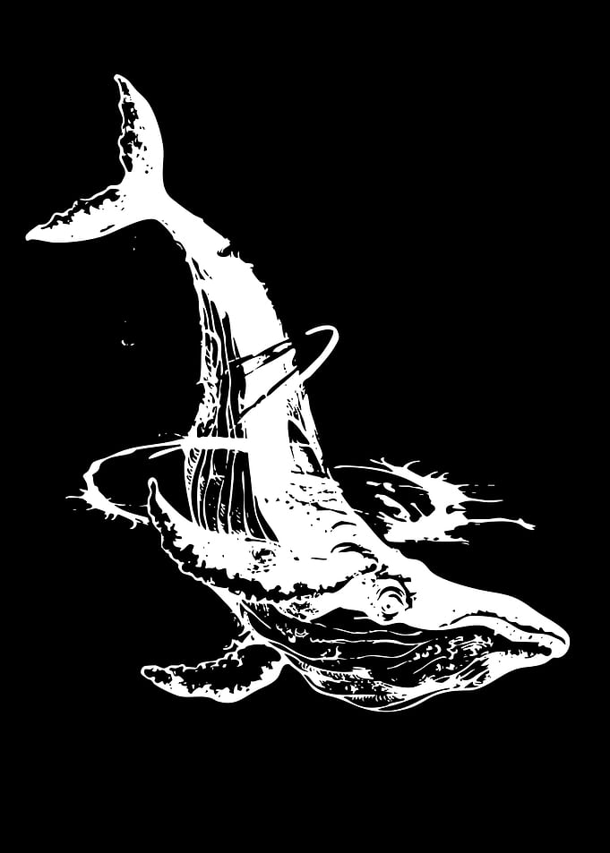 White Whale Illustration
