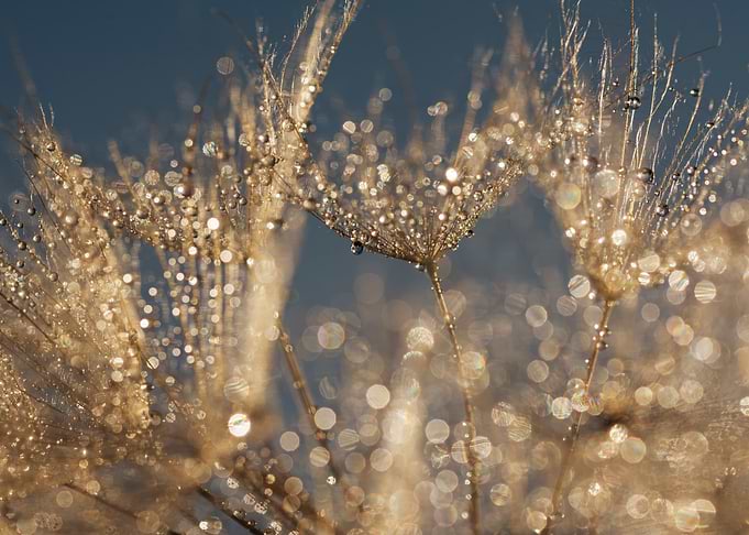Dandelion Seed Head with Dew Drops