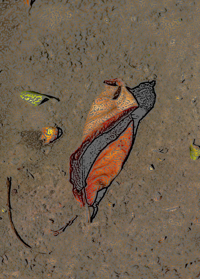 Fallen Autumn Leaf on Muddy Ground