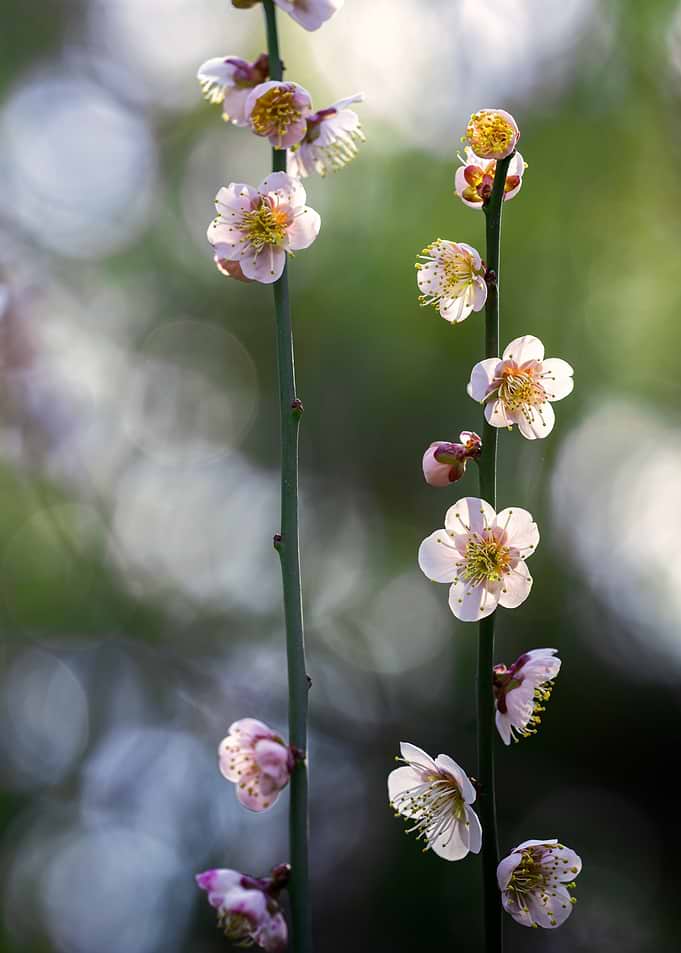 Delicate Pink Plum Blossoms on Branches