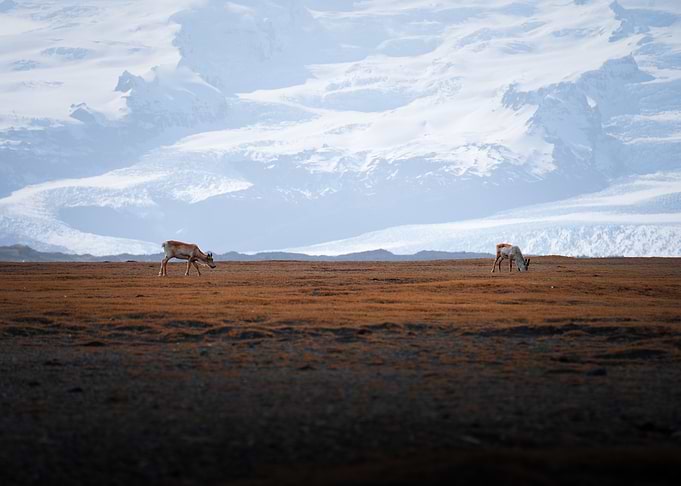 Reindeer in a vast landscape