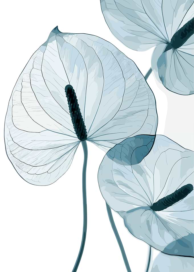 Blue Anthurium Flowers