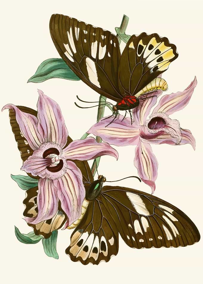 Butterflies and Orchids Illustration by John Obadiah Westwood