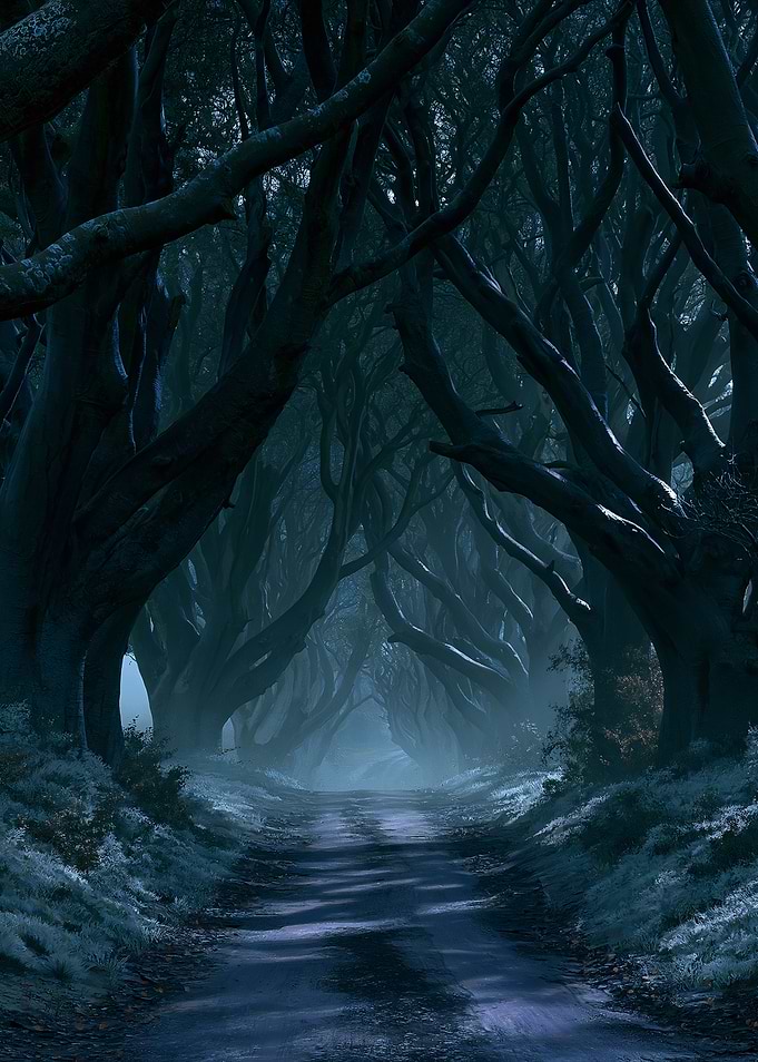 Mysterious Dark Forest Path