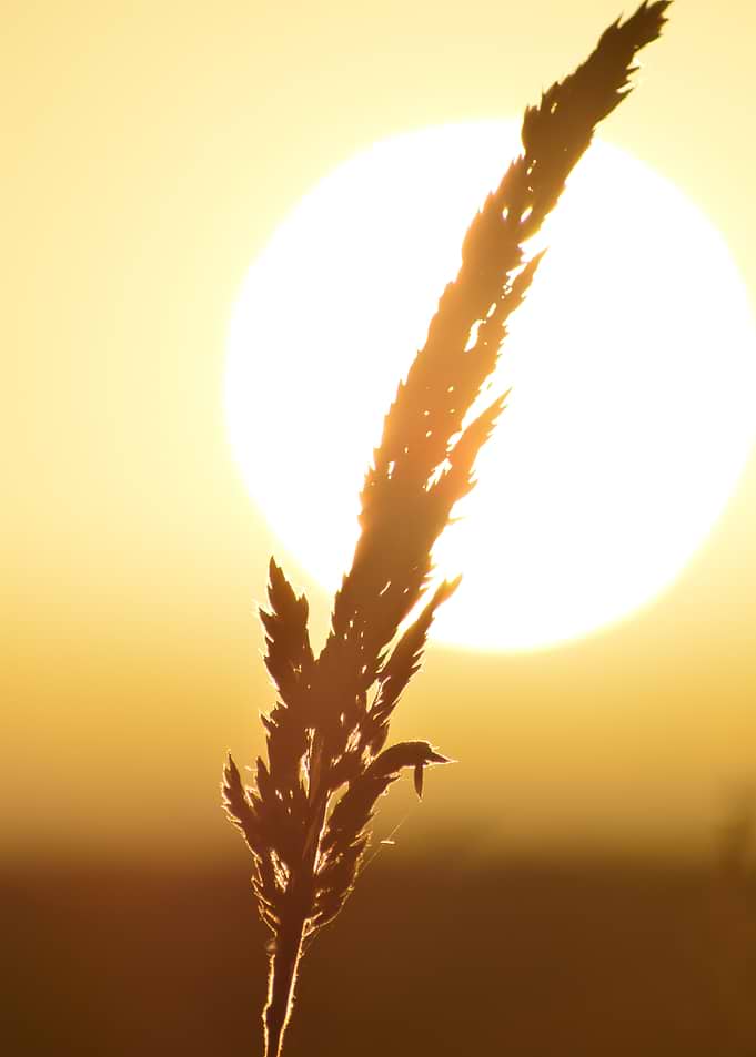 Golden Reed — Sunlit Serenity