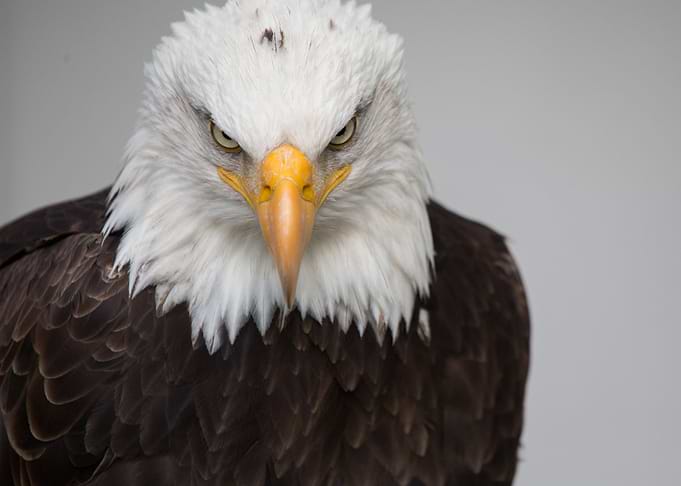 Bald Eagle Close-Up