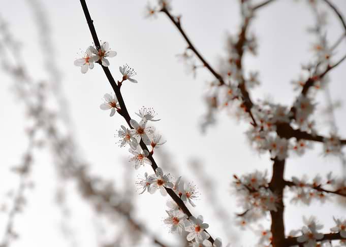 Delicate white cherry blossoms
