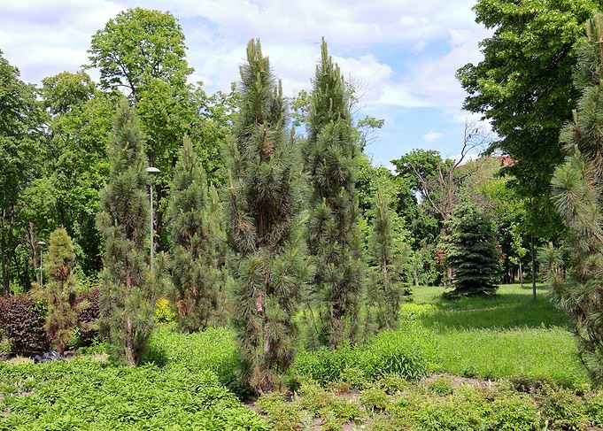 Lush Park with Pine Trees and Greenery