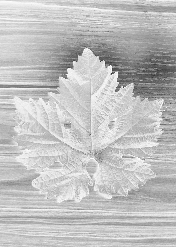 grape Leaf on Wood