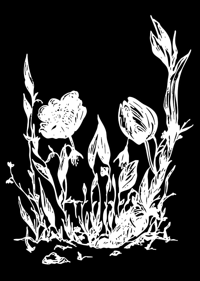 Floral Skull Illustration