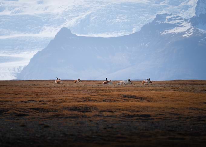 Reindeer resting in a vast landscape