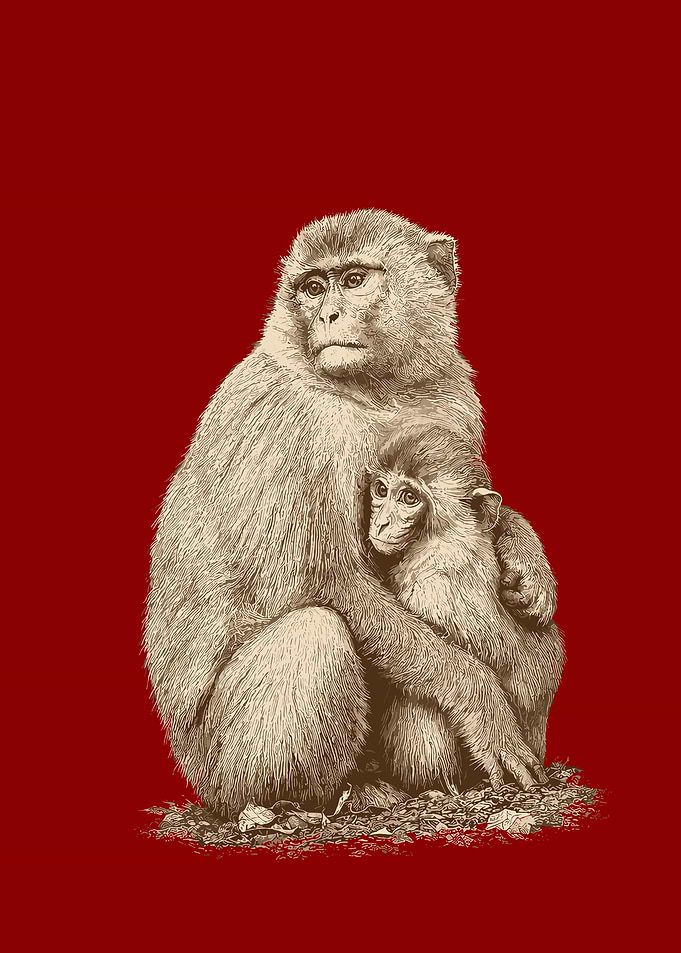 Mother and Baby Monkey
