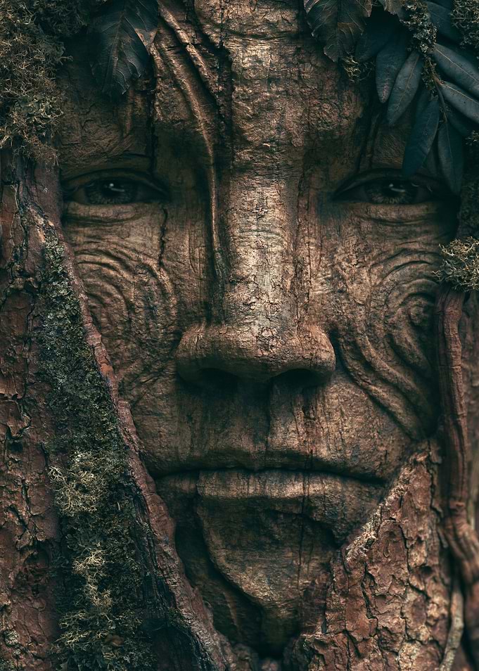 Face Carved into Tree Bark