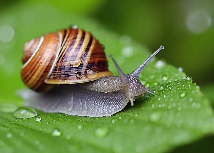 Snail on a wet leaf