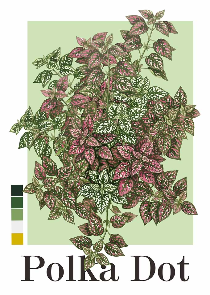 Polka Dot Plant Illustration