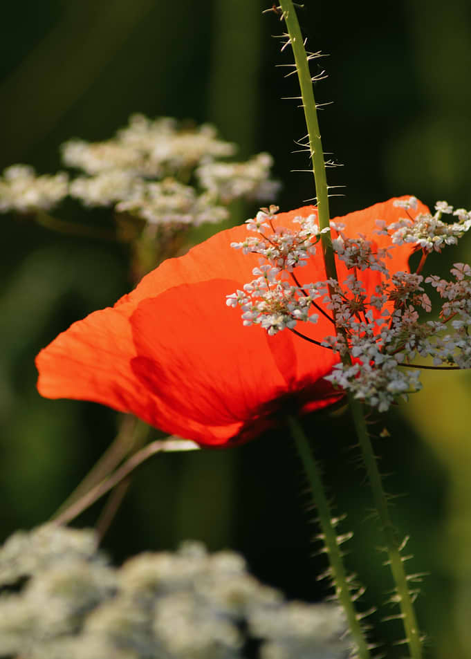 Scarlet Poppy — Wild Summer Harmony