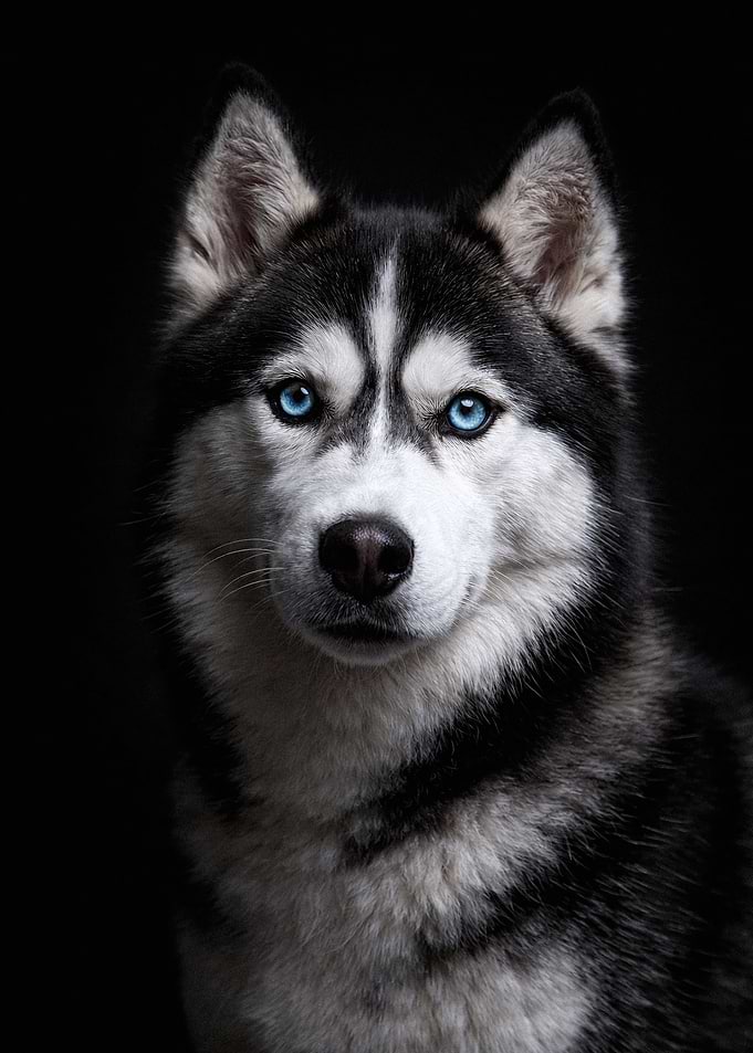 Siberian Husky Portrait