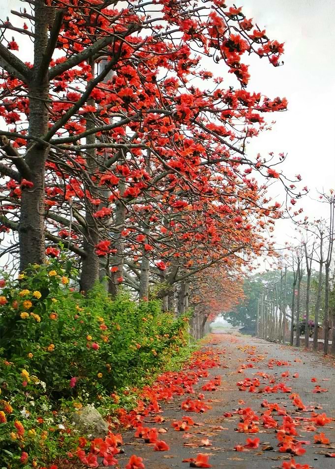 Road Lined with Red Flowers and Falling Petals