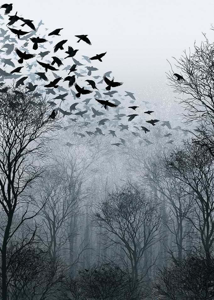 Flock of Crows in Misty Forest