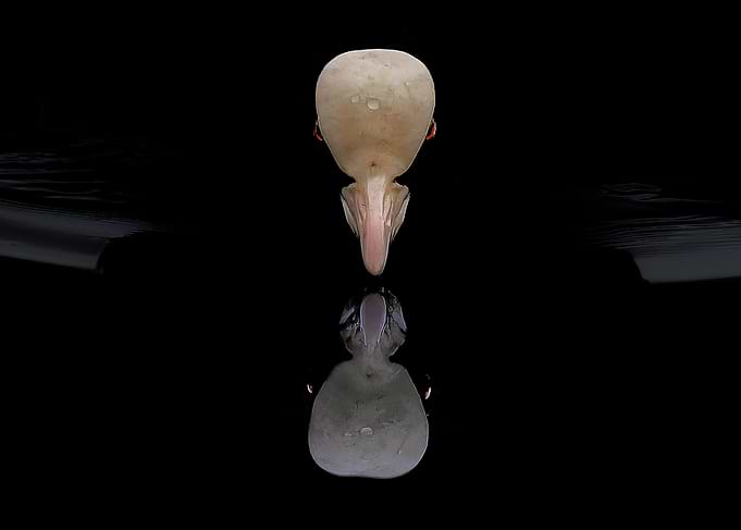 Duck reflection in dark water