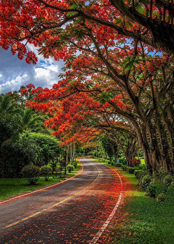 Flaming Tree Lined Road in Bloom