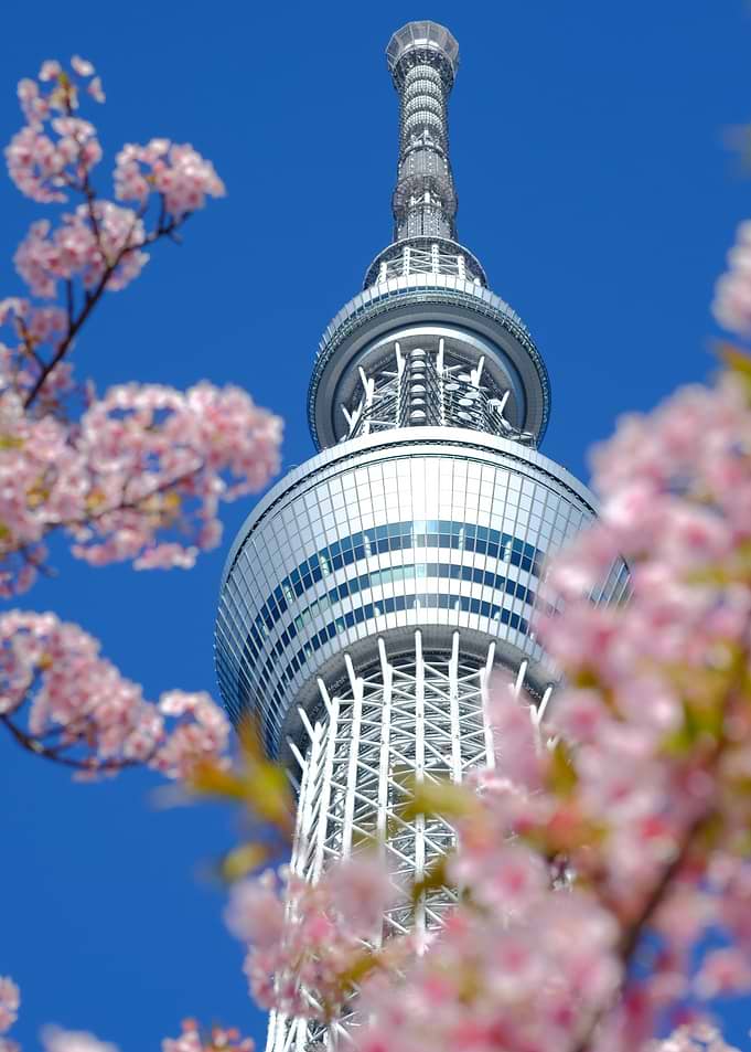 Tokyo Skytree with Cherry Blossoms