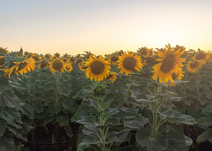 Sunflower Field at Sunset