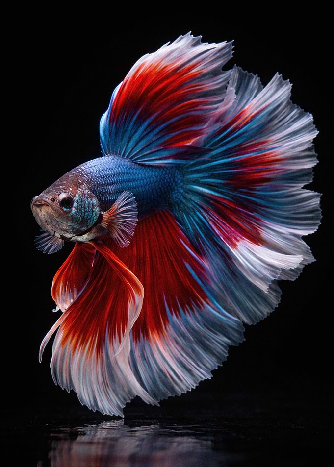 Betta Fish with Flowing Fins