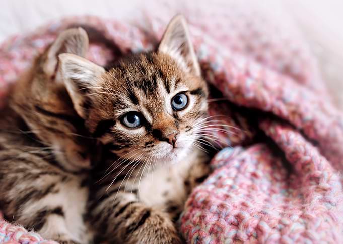 Cute Kitten Wrapped in a Blanket