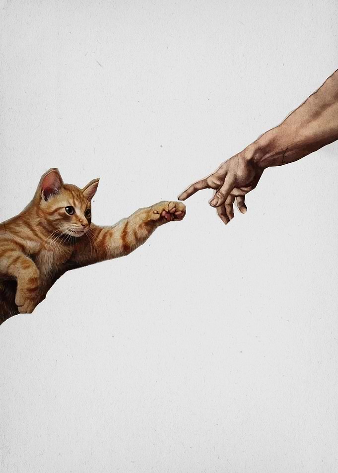 Cat's Paw Touching Human Finger