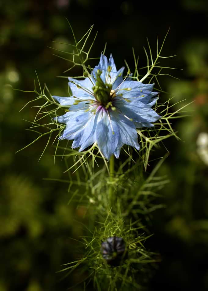 Blue Nigella — Wild Garden Elegance