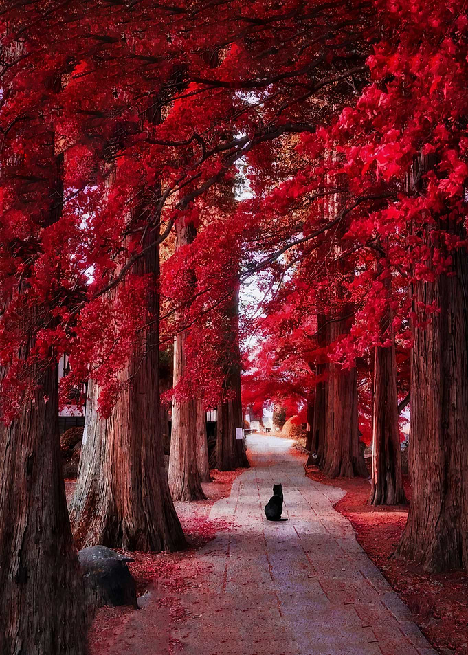 Black cat on a path with red trees
