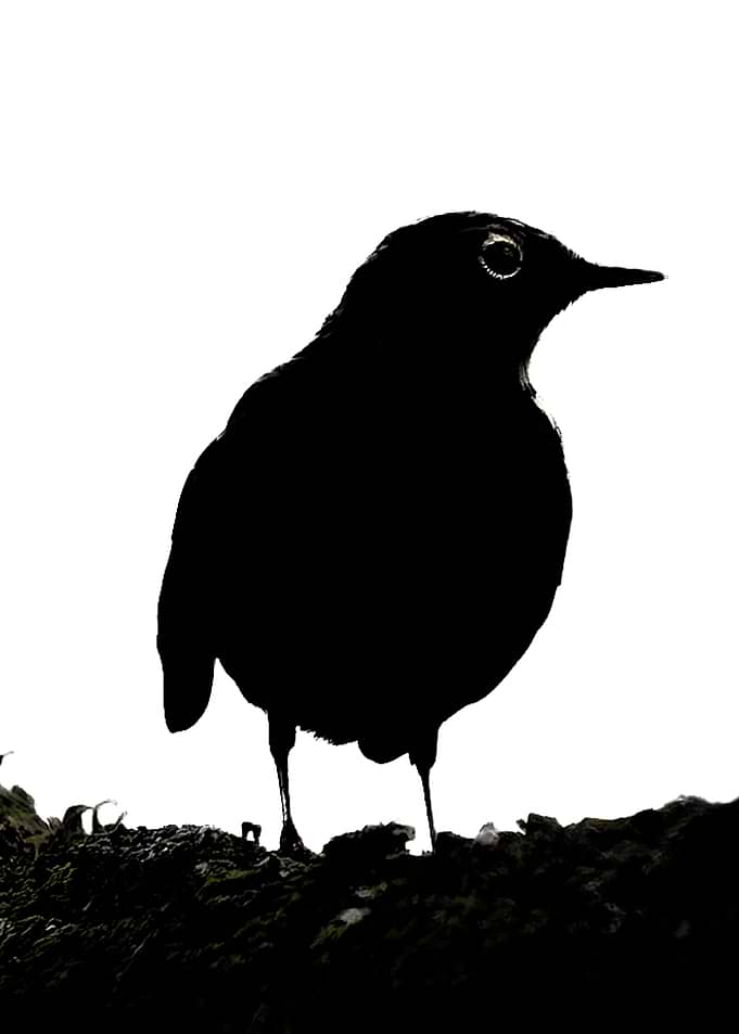 Silhouette of a bird on a branch