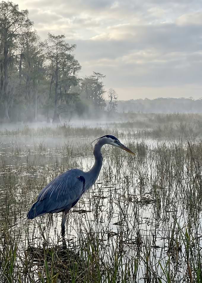Great Blue Heron in Misty Marsh