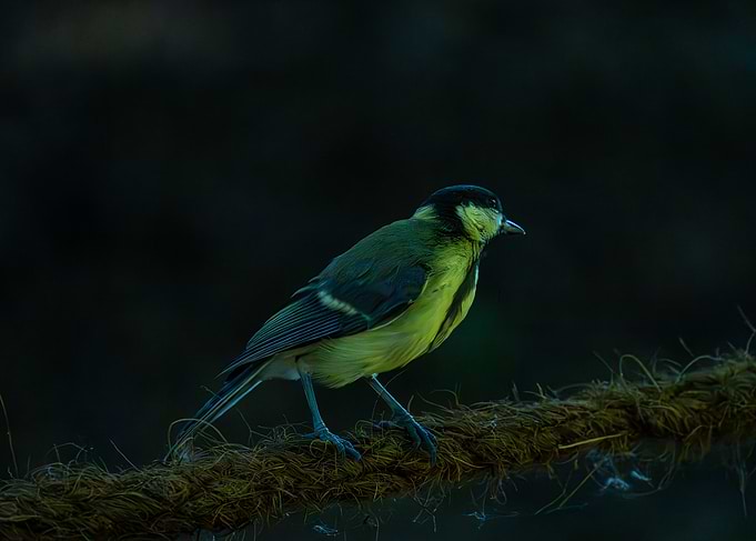 Great Tit perched on a rope