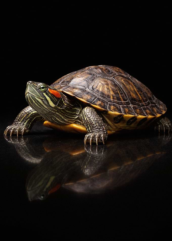 Red-Eared Slider Turtle on Black Surface