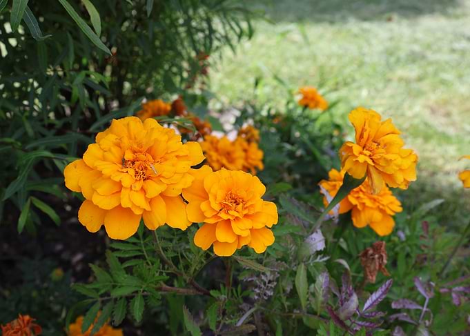 Vibrant Orange Marigolds in Garden