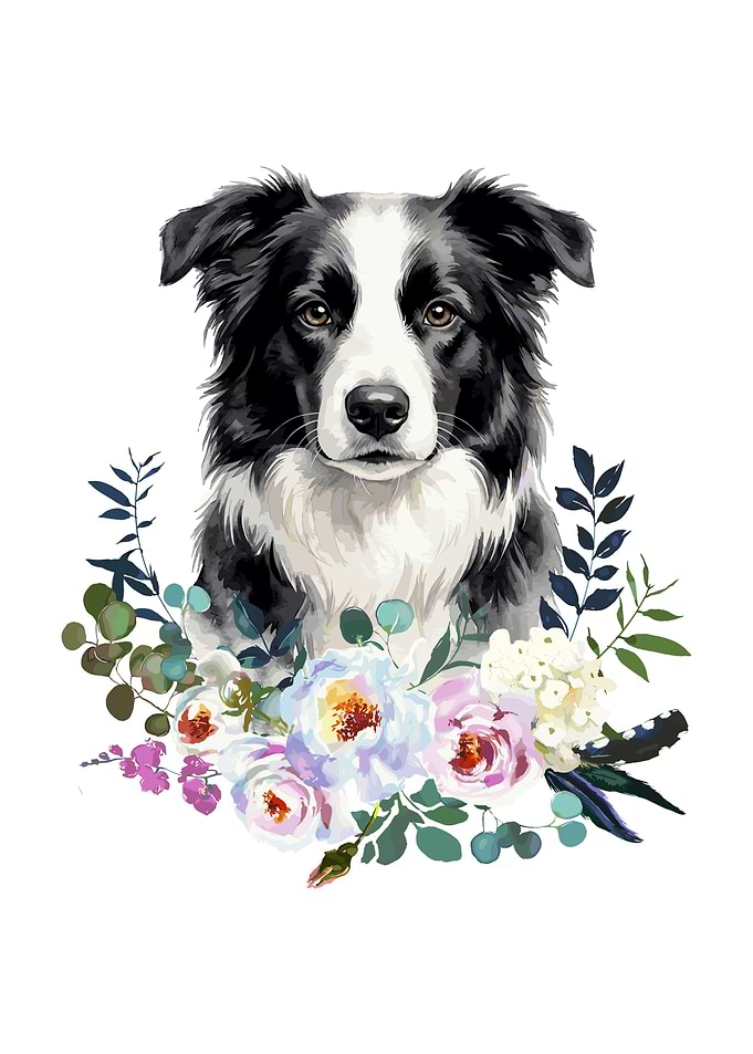 Border Collie with Flowers