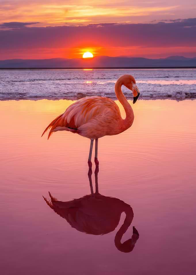 Flamingo at Sunset Reflection