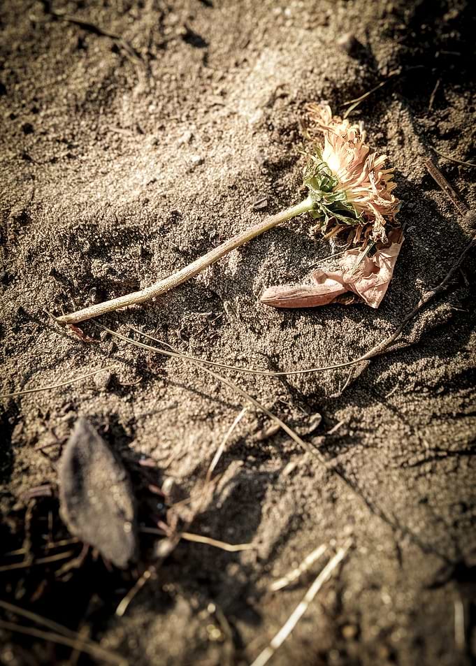 Wilted Flower on Sandy Ground