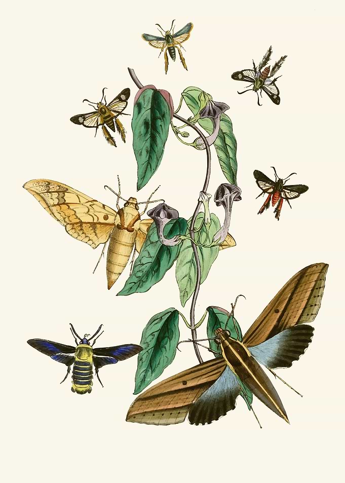 Vintage Moth and Vine Illustration by John Obadiah Westwood