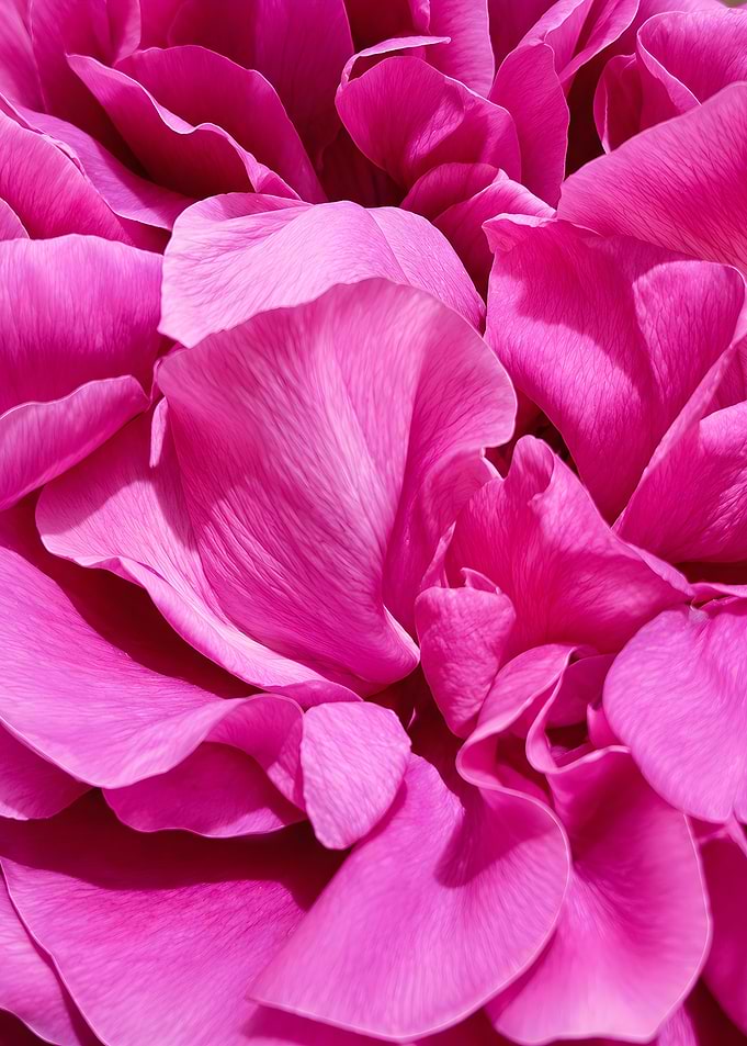 Pink Flower Petals