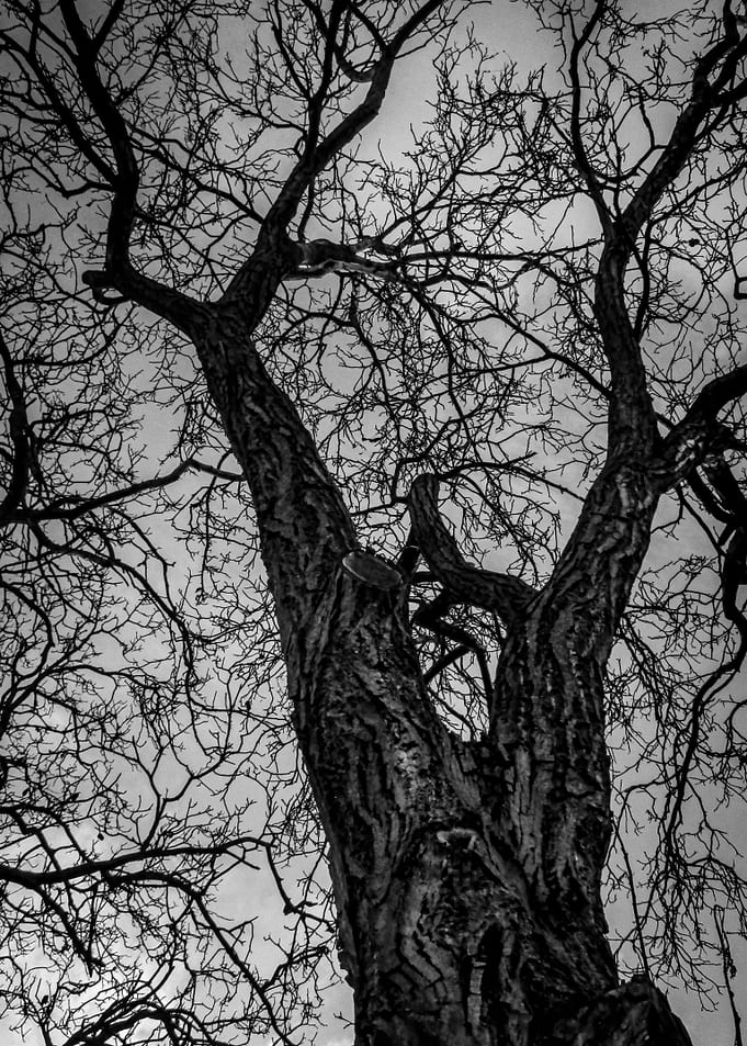 Bare Tree Branches Against Sky