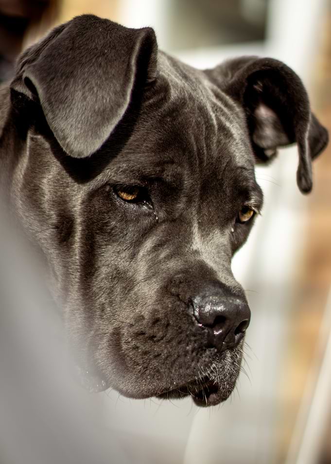 Close-up of a Cane Corso dog's face