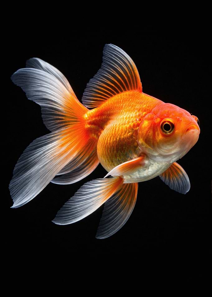 Goldfish with flowing fins