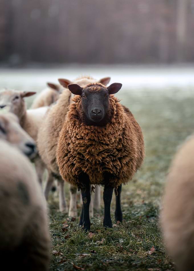 Brown Sheep in a Flock